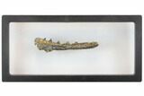 Fossil Fish (Ichthyodectes) Jaw Section - Kansas #144143-6